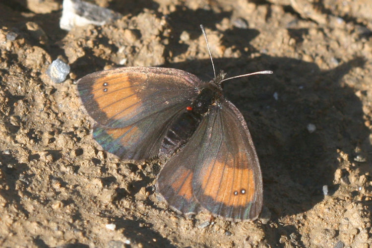 Erebia gorge gorge: Bild 2