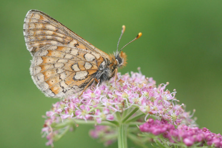 Euphydryas aurinia glaciegenita: Bild 25