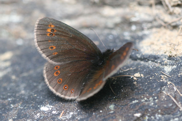 Erebia alberganus alberganus: Bild 2