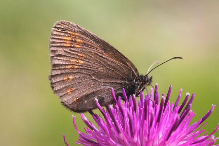 Erebia alberganus alberganus: Bild 9