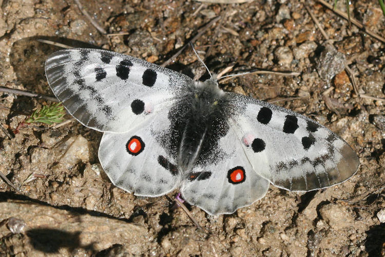 Parnassius apollo: Bild 1