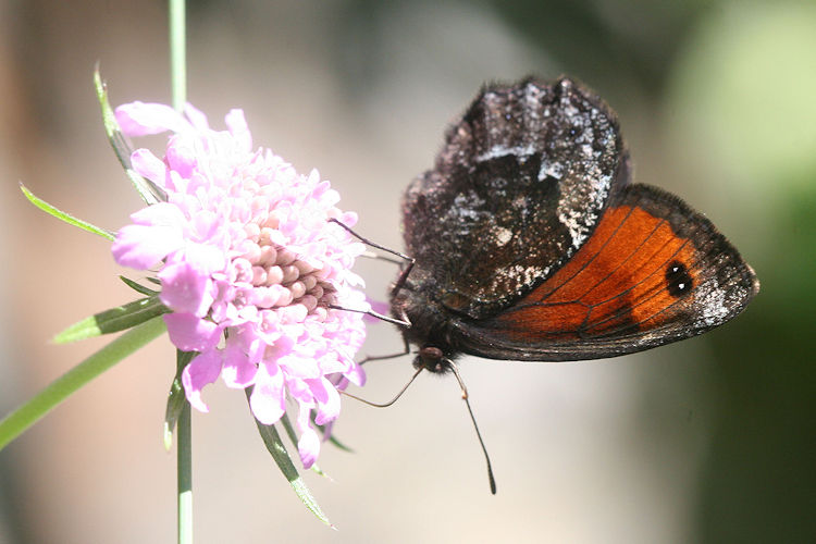 Erebia montanus: Bild 15