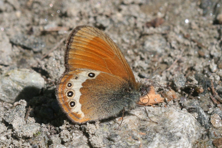 Coenonympha darwiniana: Bild 10