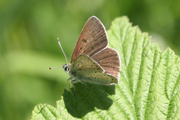 Lycaena tityrus subalpina: Bild 2