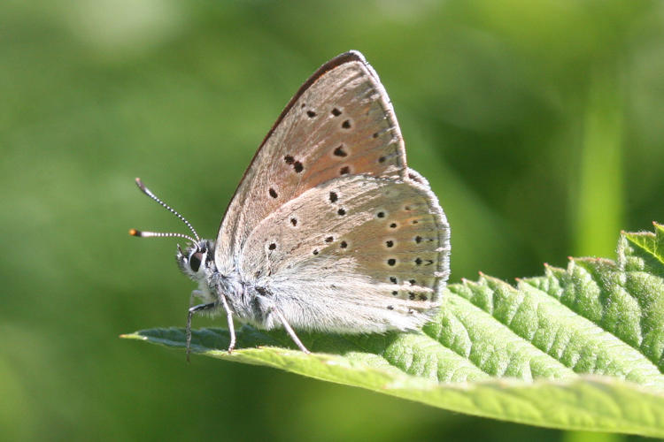 Lycaena hippothoe eurydame: Bild 18