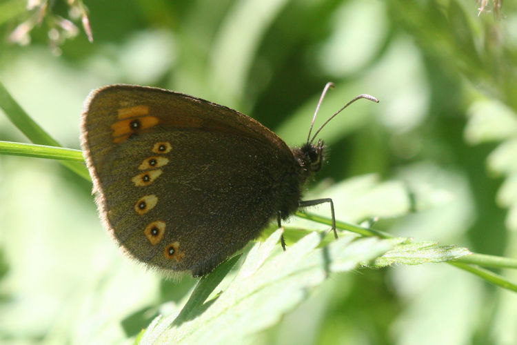 Erebia alberganus alberganus: Bild 16