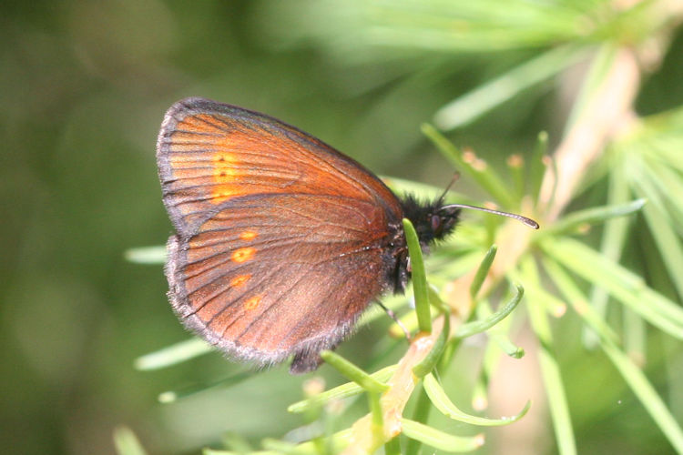 Erebia melampus: Bild 29