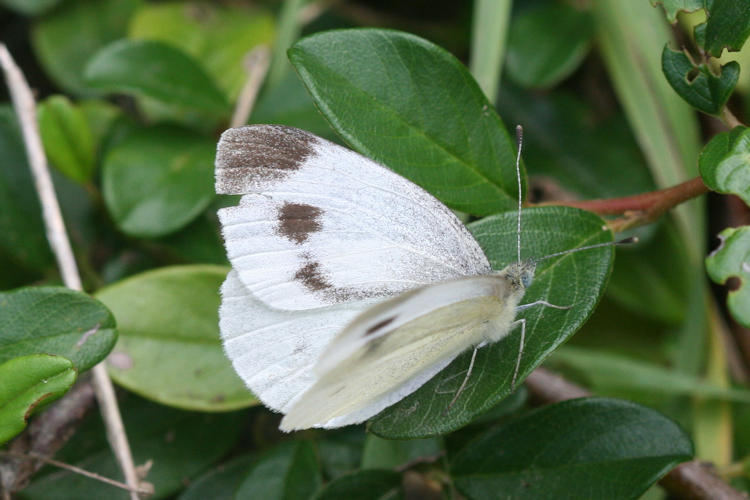 Pieris mannii alpigena: Bild 22