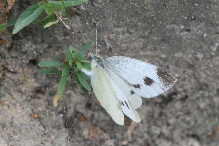 Pieris mannii alpigena: Bild 85