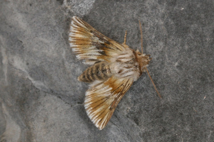 Teinoptera lunaki: Bild 2