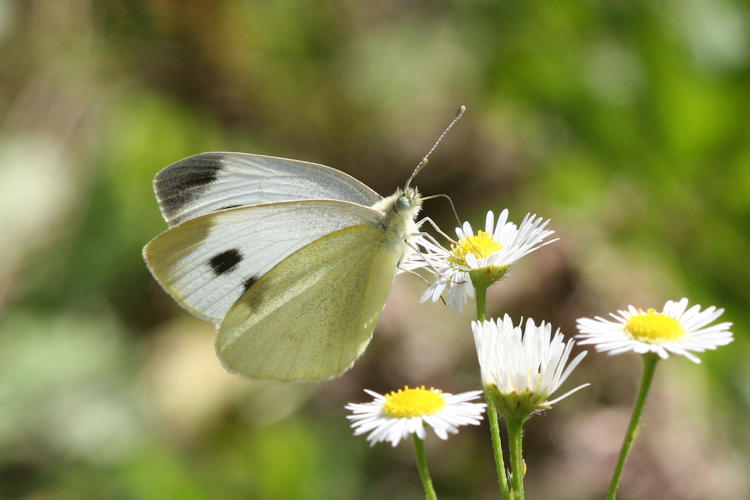 Pieris mannii alpigena: Bild 67