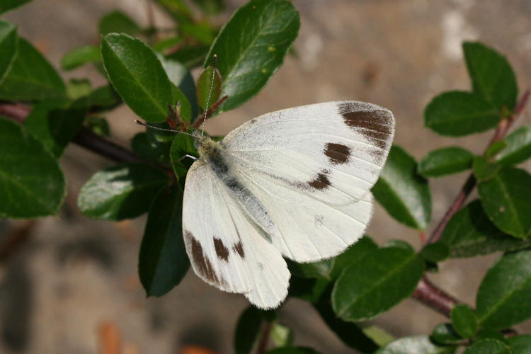 Pieris mannii alpigena: Bild 23