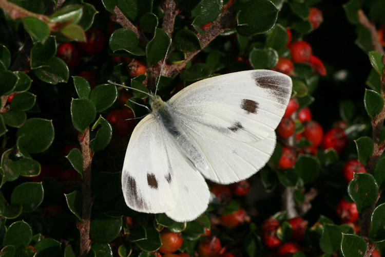 Pieris mannii alpigena: Bild 24