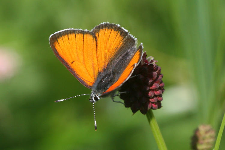 Lycaena hippothoe eurydame: Bild 5