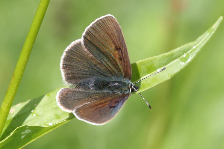 Lycaena hippothoe eurydame: Bild 15