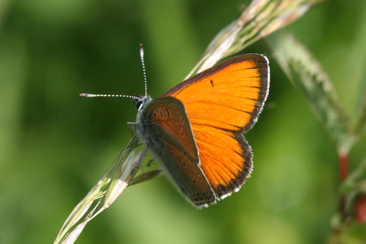 Lycaena hippothoe eurydame: Bild 6