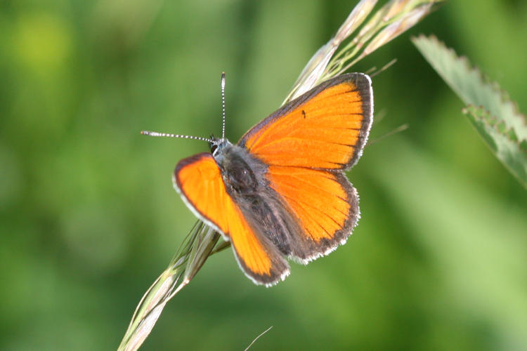 Lycaena hippothoe eurydame: Bild 7