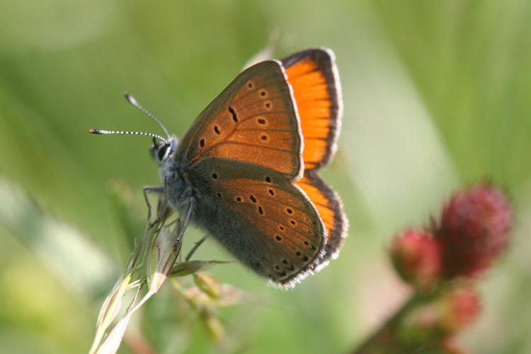 Lycaena hippothoe eurydame: Bild 17