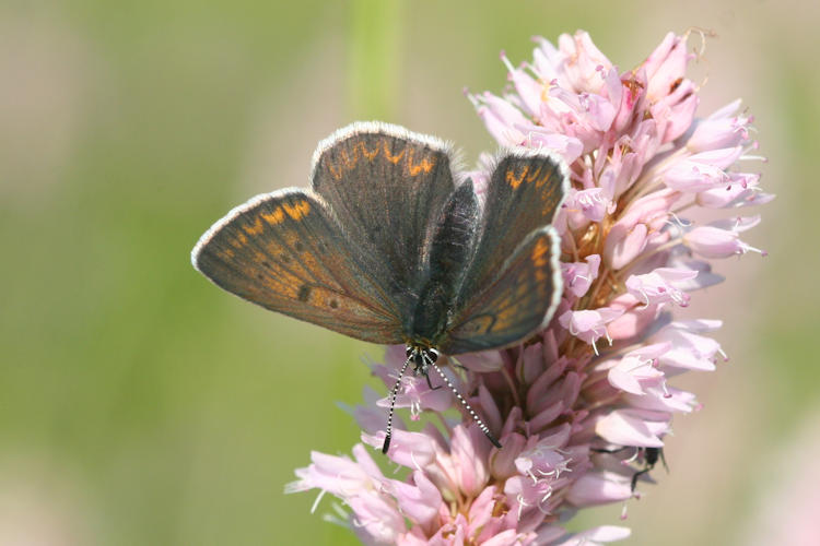 Lycaena tityrus subalpina: Bild 8