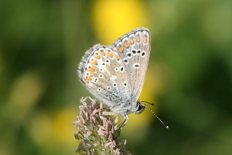 Aricia artaxerxes allous: Bild 23