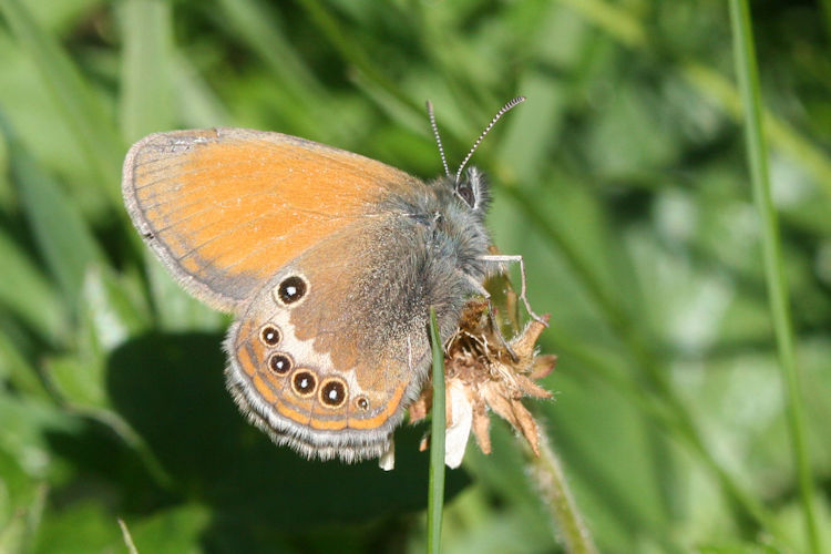 Coenonympha darwiniana: Bild 15