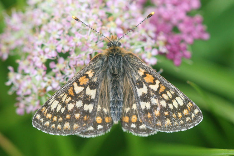 Euphydryas aurinia glaciegenita: Bild 14