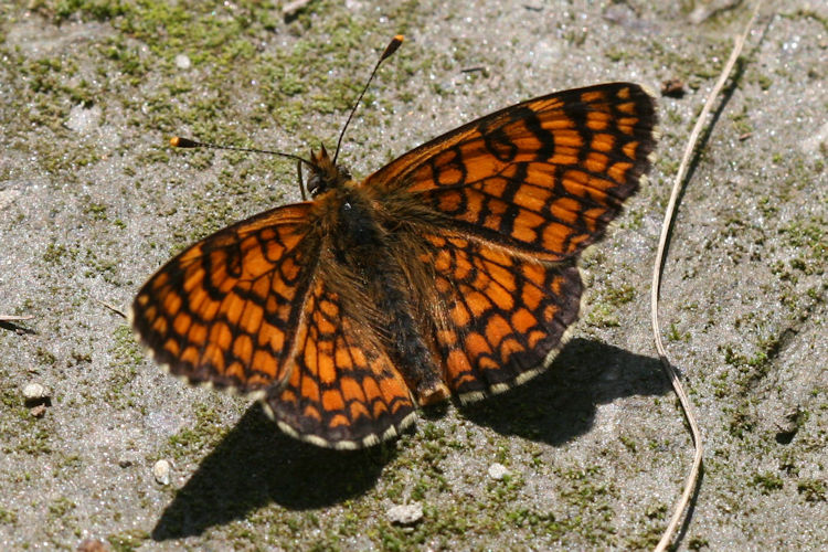 Melitaea deione berisali: Bild 4