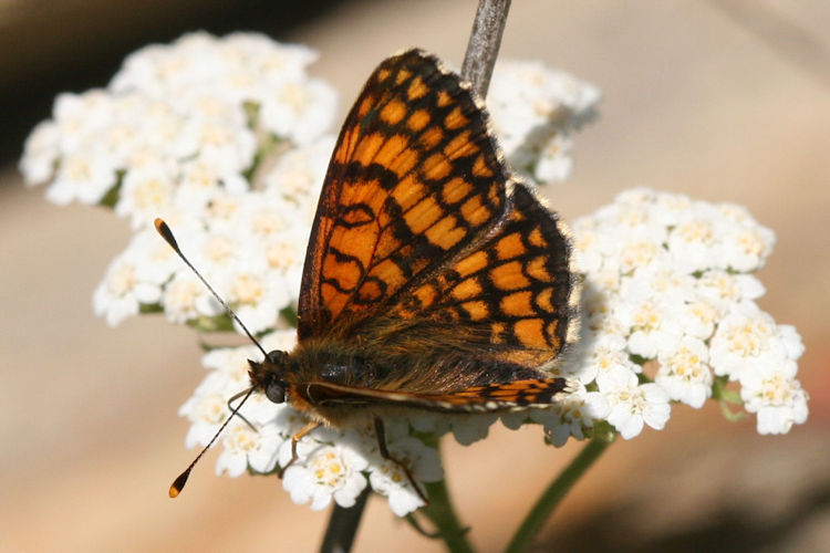 Melitaea deione berisali: Bild 5