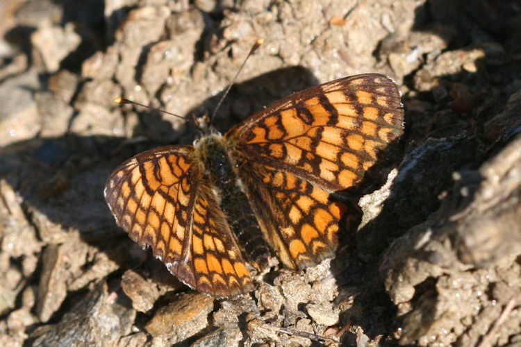 Melitaea deione berisali: Bild 8