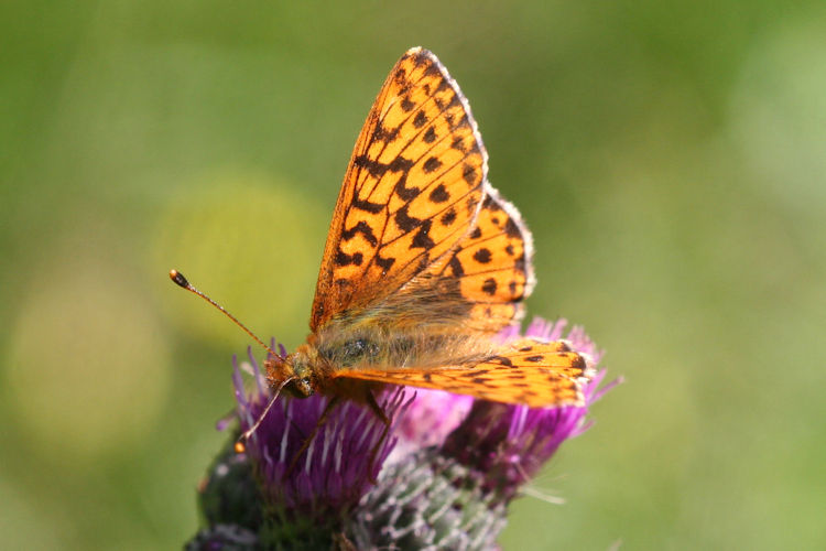 Boloria aquilonaris: Bild 2