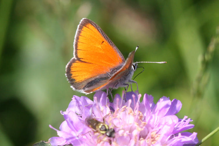 Lycaena hippothoe eurydame: Bild 10