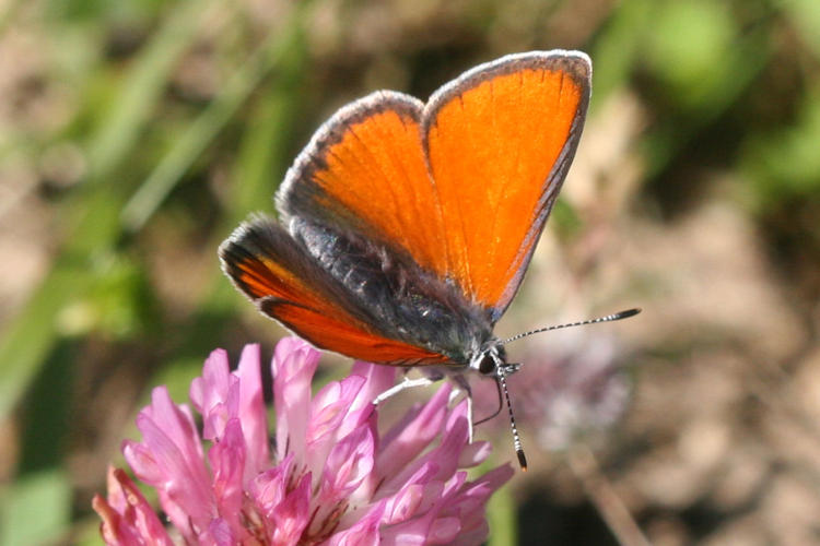 Lycaena hippothoe eurydame: Bild 11