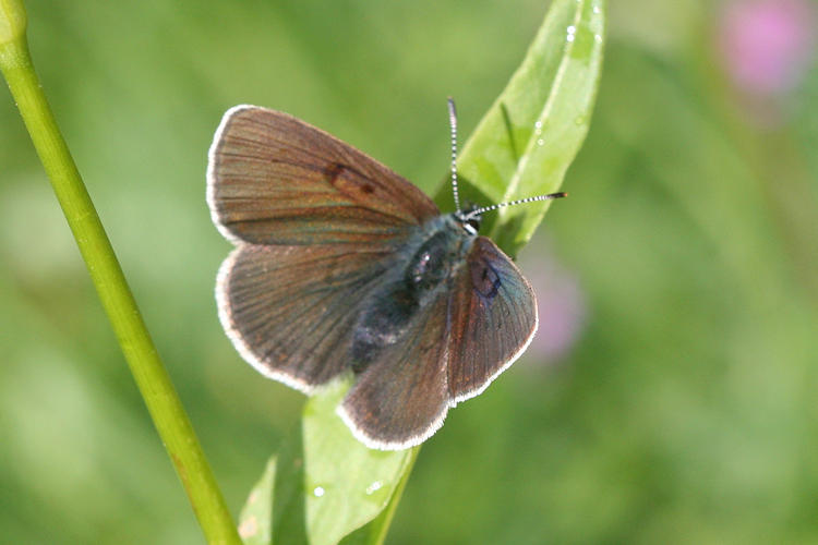 Lycaena hippothoe eurydame: Bild 16