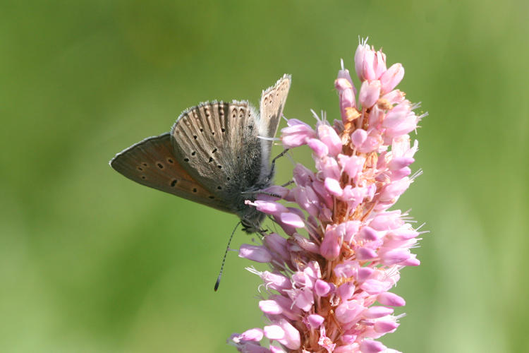 Lycaena hippothoe eurydame: Bild 28