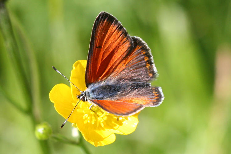 Lycaena hippothoe euridice: Bild 7