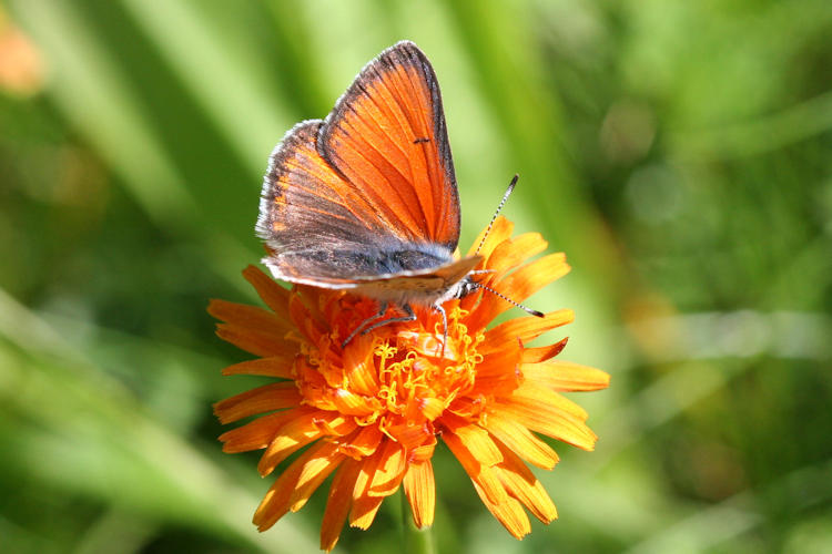 Lycaena hippothoe euridice: Bild 10