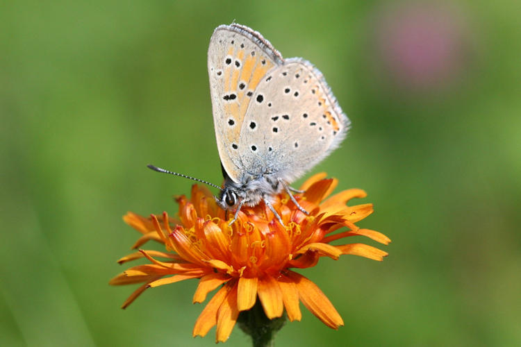 Lycaena hippothoe euridice: Bild 21