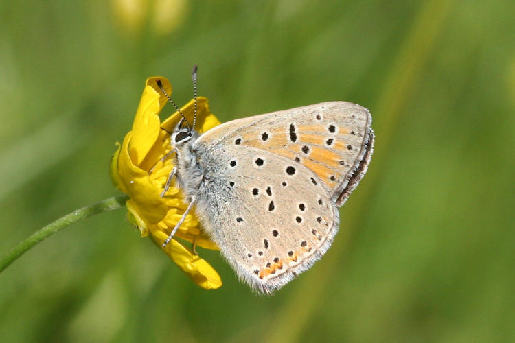 Lycaena hippothoe euridice: Bild 23