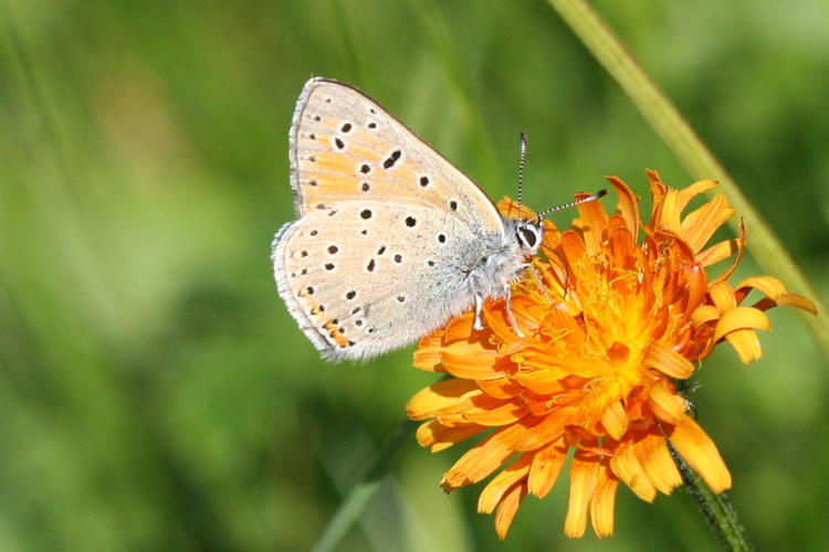 Lycaena hippothoe euridice: Bild 24