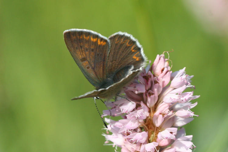 Lycaena tityrus subalpina: Bild 10