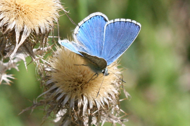 Lysandra bellargus: Bild 9