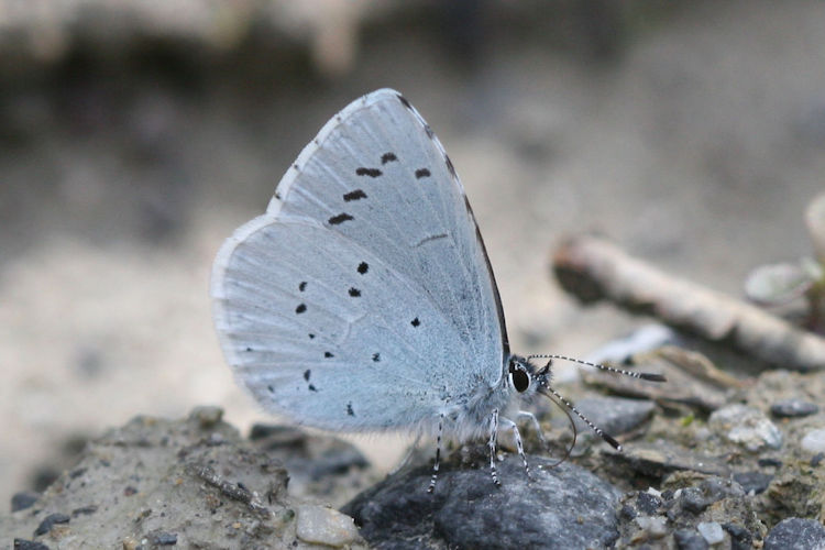 Celastrina argiolus: Bild 11