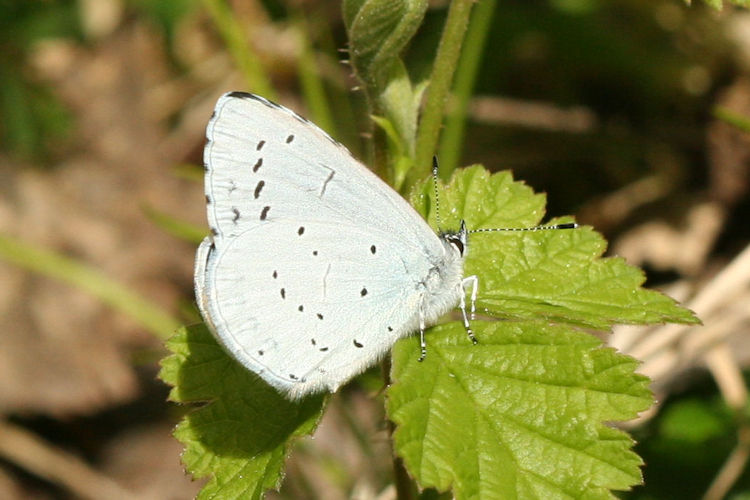 Celastrina argiolus: Bild 12