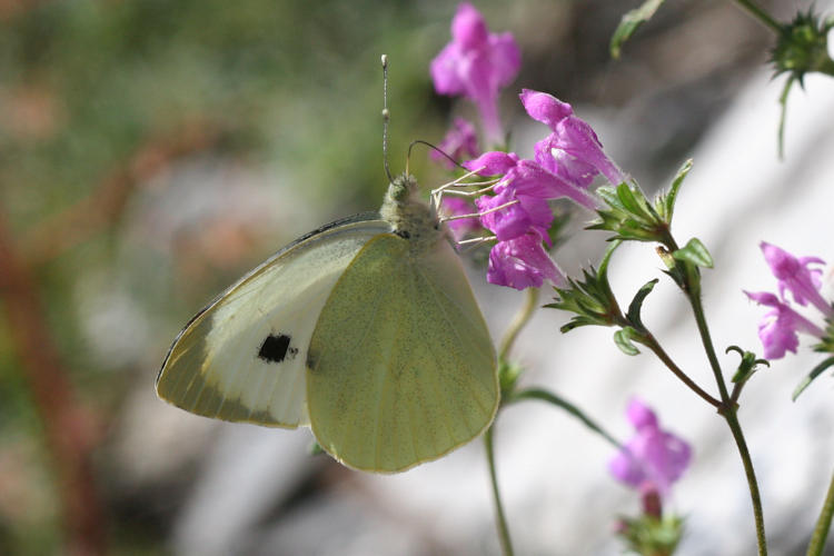 Pieris brassicae: Bild 21