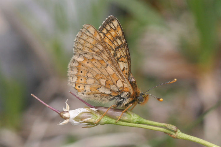 Euphydryas aurinia glaciegenita: Bild 31