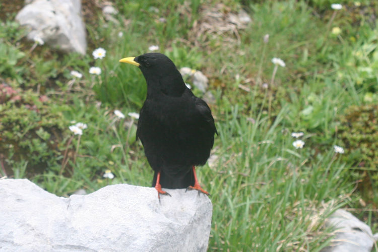 Pyrrhocorax graculus: Bild 3