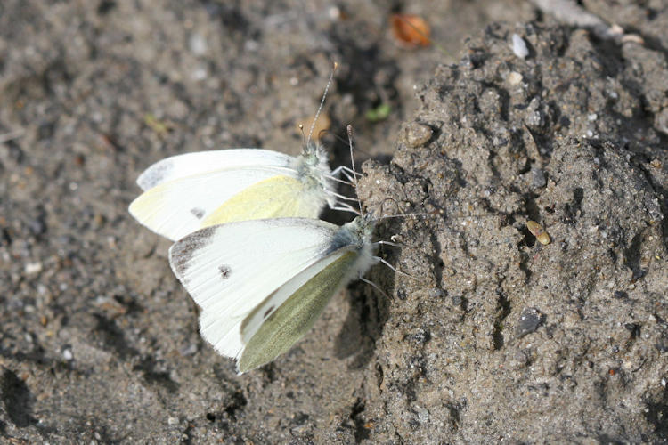 Pieris mannii alpigena: Bild 8