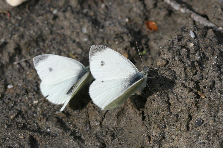 Pieris mannii alpigena: Bild 9