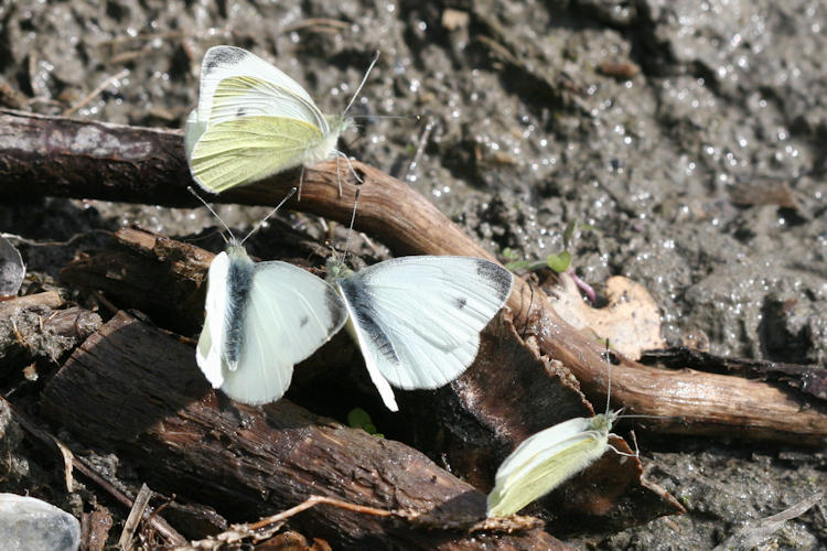 Pieris mannii alpigena: Bild 10