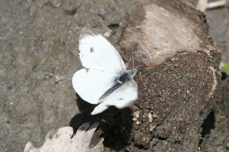 Pieris mannii alpigena: Bild 12